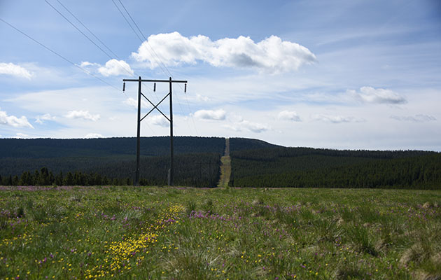 A transmission line cuts through a right of way in a forest.